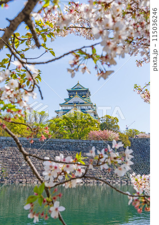 【桜】春の大阪城公園【大阪城天守閣】 115036246