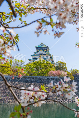 【桜】春の大阪城公園【大阪城天守閣】 115036255
