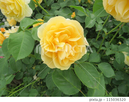 春のバラ グラハム・トーマス 115036320