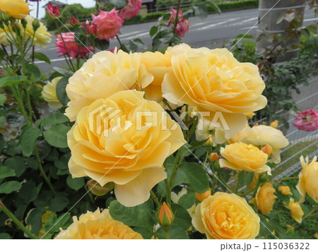 黄色いバラ グラハム・トーマス 115036322