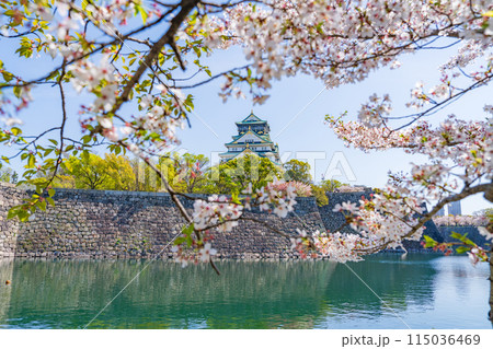 【春の大阪城公園】大阪城天守閣と桜 【春の大阪城公園】大阪城天守閣と桜 115036469