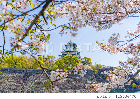 【春の大阪城公園】大阪城天守閣と桜 【春の大阪城公園】大阪城天守閣と桜 115036470