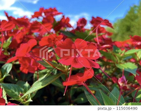 青空と赤色のインパチェンス 115036490