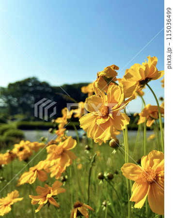 青空に映えるオオキンケイギク 青空に映えるオオキンケイギク 115036499