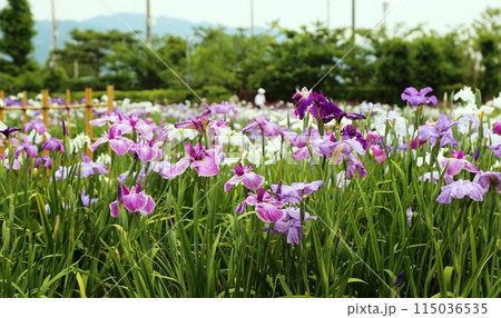 大和中央公園しょうぶ園 115036535
