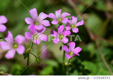 ムラサキカタバミ 115036551
