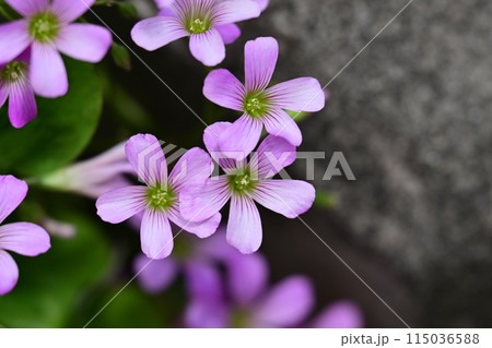 ムラサキカタバミ 115036588