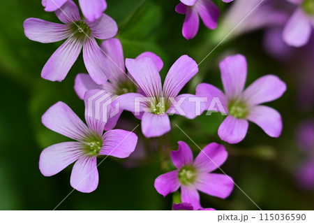 ムラサキカタバミ 115036590