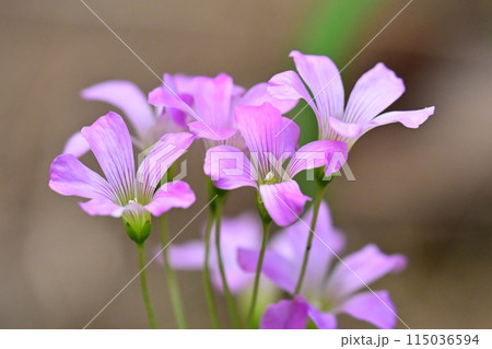 ムラサキカタバミ 115036594