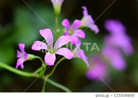 ムラサキカタバミ 115036600