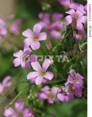 ムラサキカタバミ 115036603