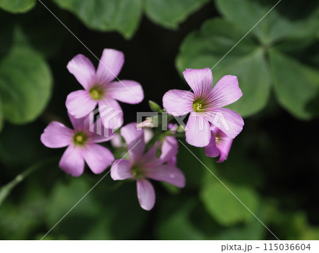ムラサキカタバミ 115036604