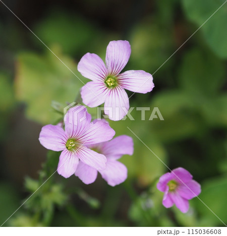 ムラサキカタバミ 115036608