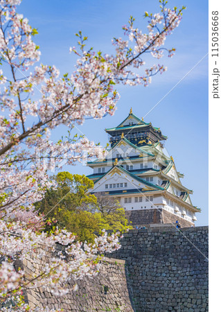【春の大阪城公園】大阪城天守閣と桜 115036668
