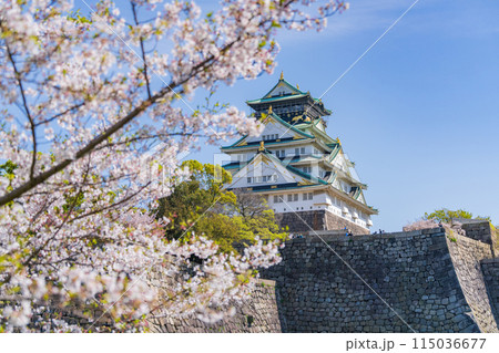 【春の大阪城公園】大阪城天守閣と桜 115036677