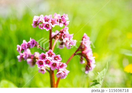 Pink flowers of blossom bergenia in the sunlight. Pink flowers of blossom bergenia in the sunlight. 115036718