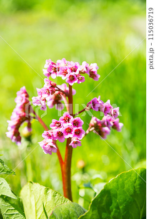 Pink flowers of blossom bergenia in the sunlight. 115036719