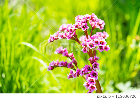 Pink flowers of blossom bergenia in the sunlight. Pink flowers of blossom bergenia in the sunlight. 115036720