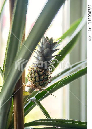 Pineapple plant growing in pot on the windowsill. 115036721