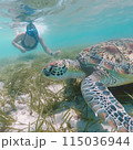 夏休みの沖縄リゾートでシュノーケル!ウミガメと一緒に泳ぐ女性 夏休みの沖縄リゾートでシュノーケル!ウミガメと一緒に泳ぐ女性 115036944