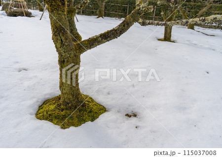 石川県の文化財指定庭園「兼六園」の風景 石川県の文化財指定庭園「兼六園」の風景 115037008