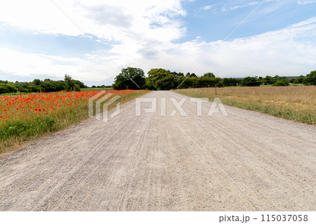 Road in the countryside and cloudy sky on a summer day. 115037058
