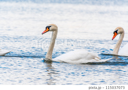 Two Graceful white Swans swimming in the lake, swans in the wild 115037073