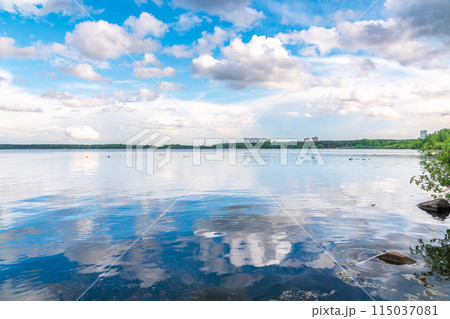 Graceful white Swans swimming in the lake, swans in the wild 115037081