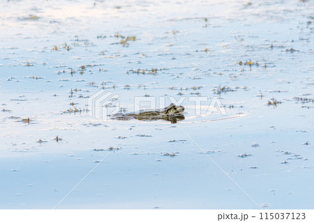 A large green frog sits in the marsh. A large green frog sits in the marsh. 115037123