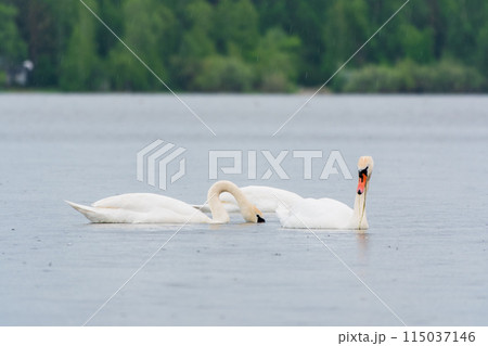 Two Graceful white Swans swimming in the lake, swans in the wild Two Graceful white Swans swimming in the lake, swans in the wild 115037146