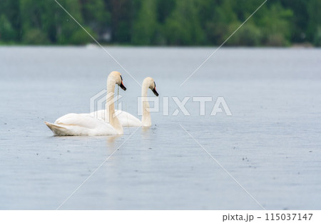 Two Graceful white Swans swimming in the lake, swans in the wild 115037147