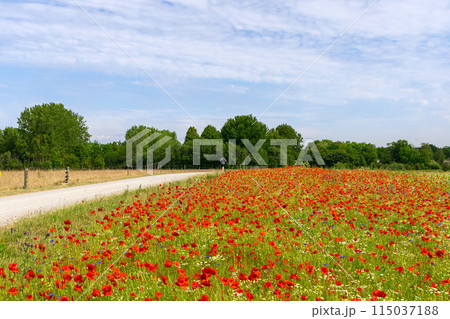 Beautiful green field with red poppy flowers. 115037188