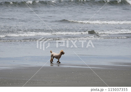 海岸の犬の写真素材 [115037355] - PIXTA