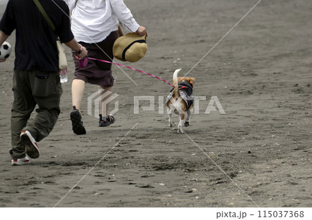 海岸の犬 海岸の犬 115037368