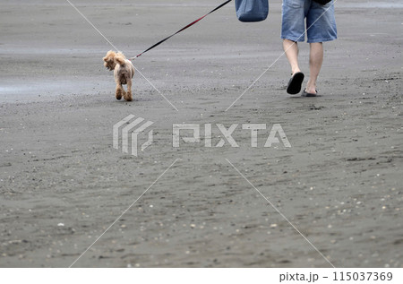 海岸の犬 115037369