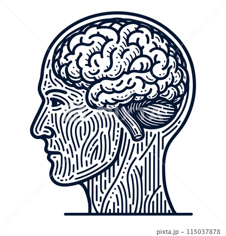 Human head and brain drawing line, vector illustration 115037878