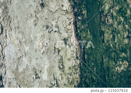 The bark of a tree with green moss. Due to the high humidity, the tree is covered with moss. Textured natural background with space to copy. High quality photo 115037918