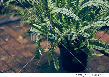The nephrolepis fern in a pot stands outdoors. The natural background. The concept of caring for a plant with space to copy. High quality photo 115037930