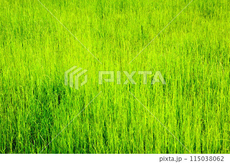Green grass illuminated by sunlight on a sunny day. Green grass illuminated by sunlight on a sunny day. 115038062