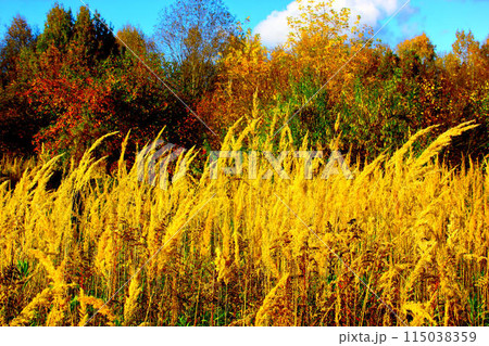 Field flowers and grass. Forest in the background. Field flowers and grass. Forest in the background. 115038359