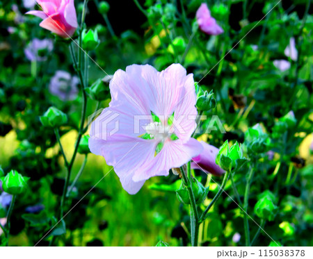 Mallow flower and green leaves. 115038378