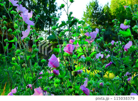 Mallow flower and green leaves. Mallow flower and green leaves. 115038379
