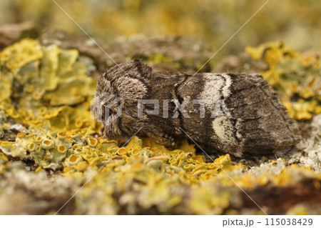 Closeup on an oak marbled brown moth, Drymonia querna sitting on wood Closeup on an oak marbled brown moth, Drymonia querna sitting on wood 115038429