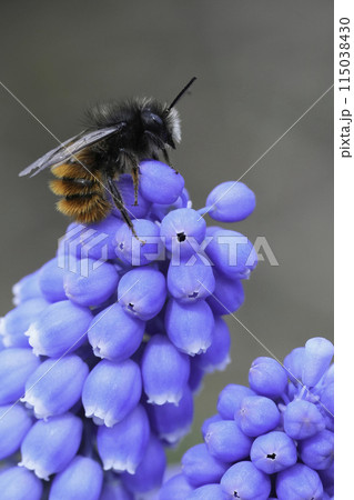 Colorful vertical closeup on a male European horned mason bee, Osmoa cornuta sitting on top of a blue grape hyacinth fower 115038430