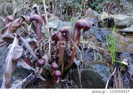 Closeup on the flower of the carnivorous North-American California pitcher plant or cobra lily, Darlingtonia californica Closeup on the flower of the carnivorous North-American California pitcher plant or cobra lily, Darlingtonia californica 115038437
