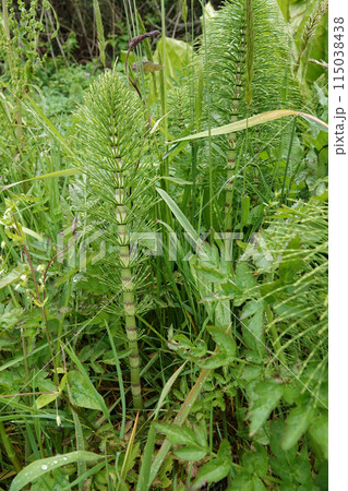 Closeup on the North American great horsetail puzzlegrass, Equisetum telmateia ad Bandon, Oregon Closeup on the North American great horsetail puzzlegrass, Equisetum telmateia ad Bandon, Oregon 115038438