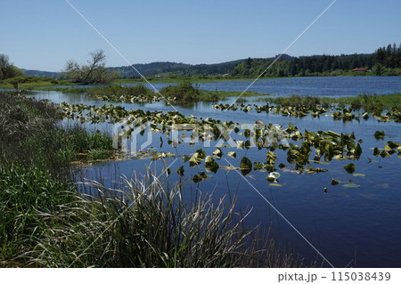 Scenic view on a marshy, wetlands nature reserve at Coquille , Oregon , USA on a sunny day Scenic view on a marshy, wetlands nature reserve at Coquille , Oregon , USA on a sunny day 115038439