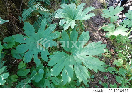 Closeup on the large green leaves of the North-American sweet coltsfoot or Arctic butterbur, Petasites frigidus 115038451