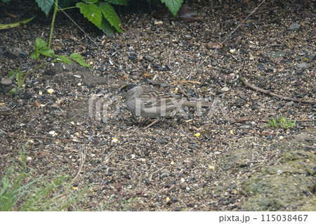 Closeup on the North-American Golden-crowned Sparrow , Zonotrichia atricapilla in the garden, Oregon 115038467