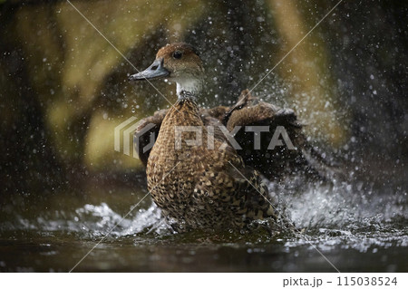 A beautiful in the water in Denmark. Close-up 115038524